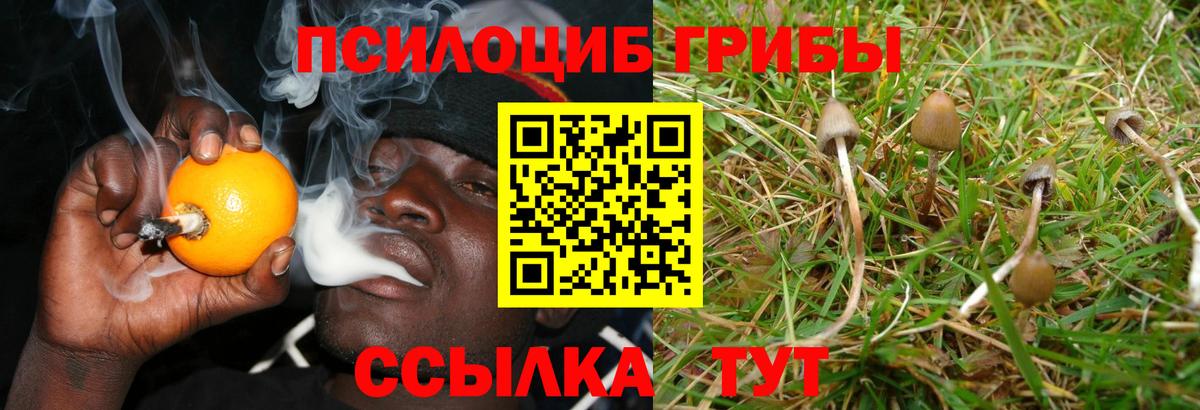 Псилоцибиновые грибы прущие грибы Зима
